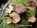 Lentinus brumalis-amf1536-1